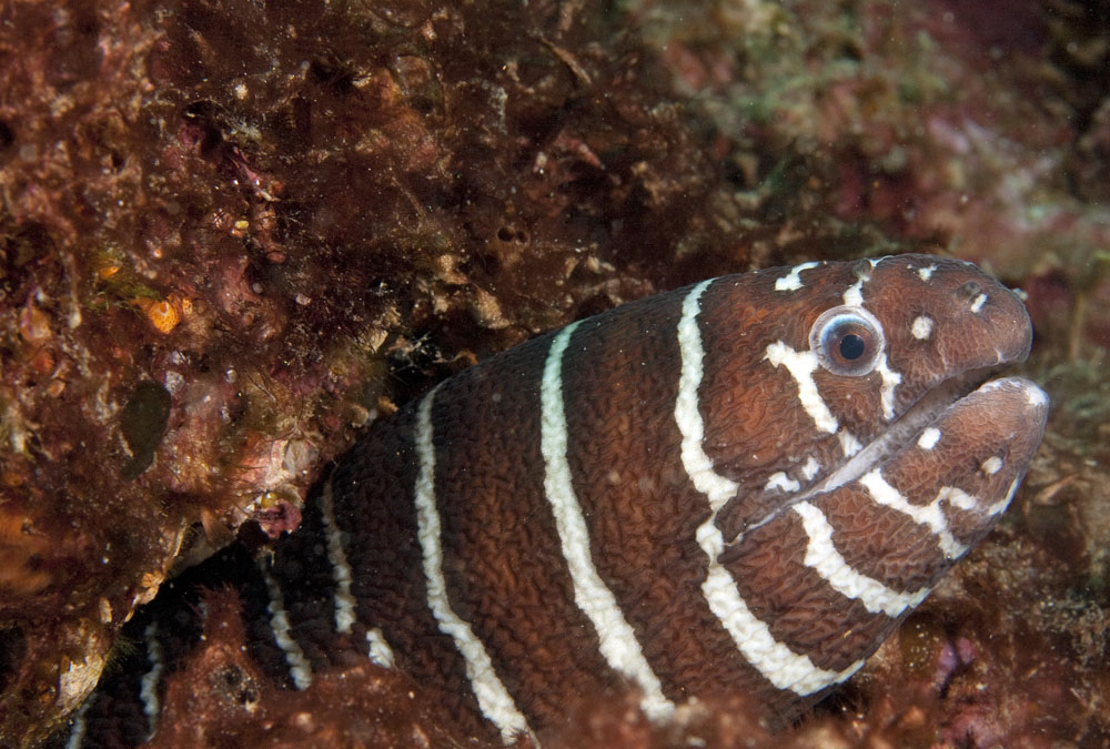 Gymnomuraena zebra (Murena zebra)